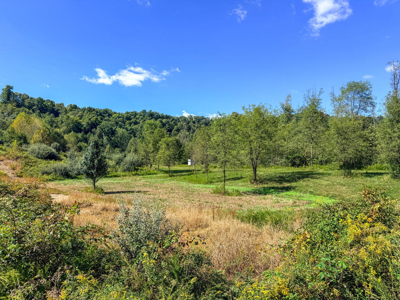 Blankenship Acres | 216 Acres in Virginia’s Elk Country - image 35