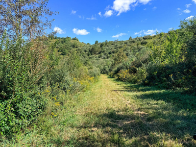 Blankenship Acres | 216 Acres in Virginia’s Elk Country - image 33
