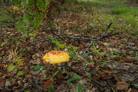 369± acres of premier recreational and hunting land in Eau Claire - image 31