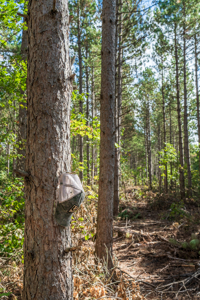369± acres of premier recreational and hunting land in Eau Claire - image 14
