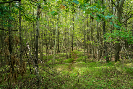 369± acres of premier recreational and hunting land in Eau Claire - image 5