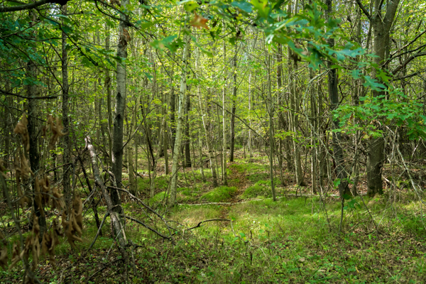 369± acres of premier recreational and hunting land in Eau Claire