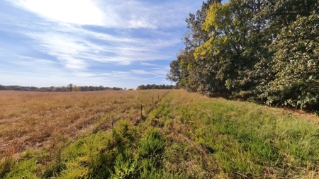 Country Home on 79 Acres in Alton | The Missouri Ozarks - image 43