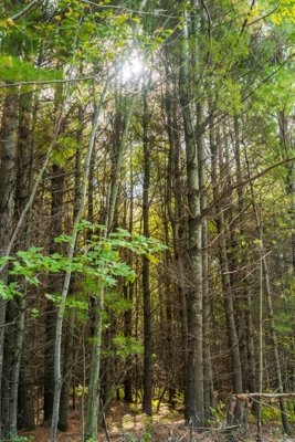 204.74± acres of premier recreational and hunting land in Eau Cla