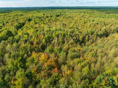 204.74± acres of premier recreational and hunting land in Eau Cla - image 4