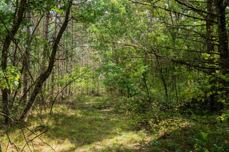 204.74± acres of premier recreational and hunting land in Eau Cla - image 27
