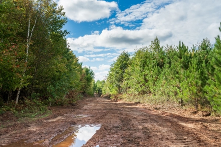 204.74± acres of premier recreational and hunting land in Eau Cla - image 22