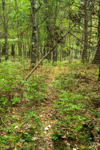84± acres of heavily timbered recreational and hunting land in Ea - image 7