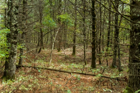 84± acres of heavily timbered recreational and hunting land in Ea - image 11