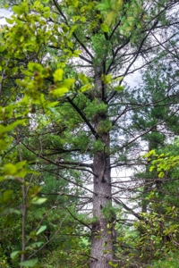 84± acres of heavily timbered recreational and hunting land in Ea - image 13