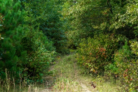 84± acres of heavily timbered recreational and hunting land in Ea - image 14