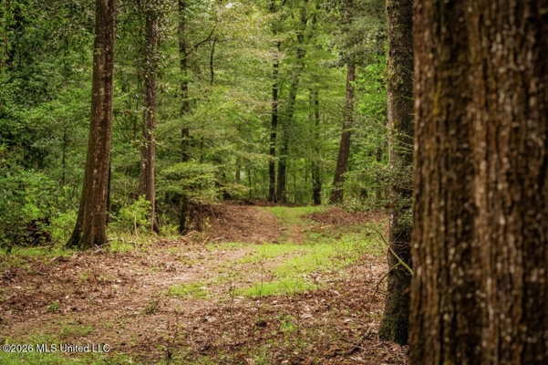900 Acres for Sale - Hunter's Paradise South Mississippi