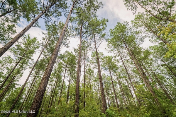 900 Acres for Sale - Hunter's Paradise South Mississippi