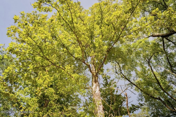 900 Acres for Sale - Hunter's Paradise South Mississippi