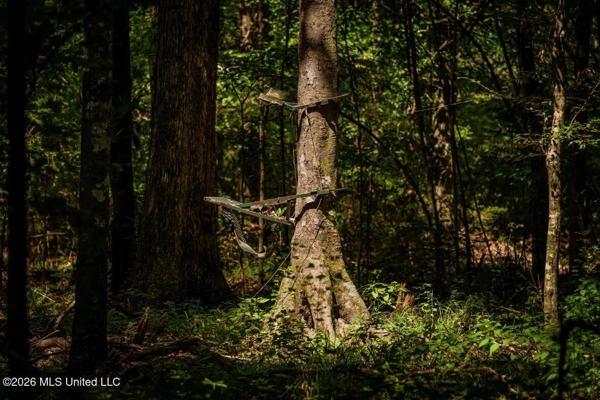 900 Acres for Sale - Hunter's Paradise South Mississippi