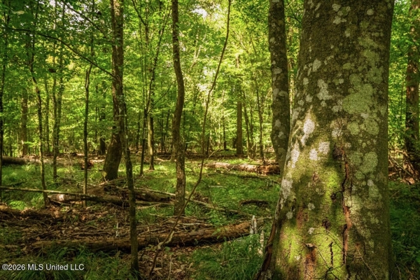 900 Acres for Sale - Hunter's Paradise South Mississippi