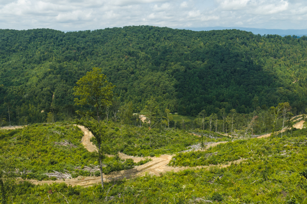 Acreage for Sale in Sneedville, TN