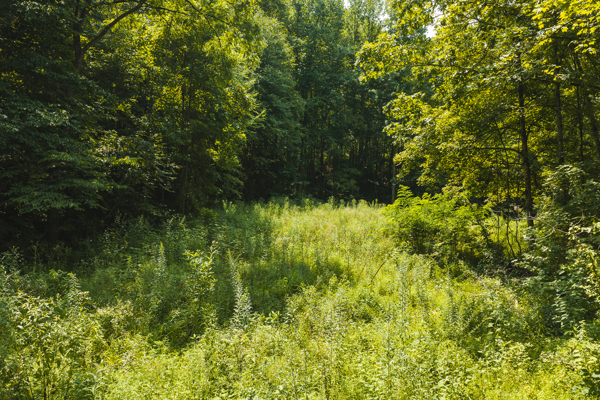 Acreage for Sale in Sneedville, TN