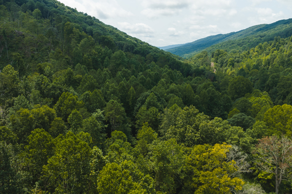 Acreage for Sale in Sneedville, TN
