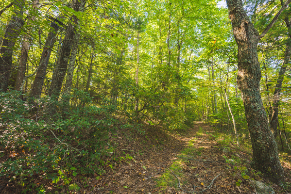 Recreational Land for Sale in Hiwassee, VA!