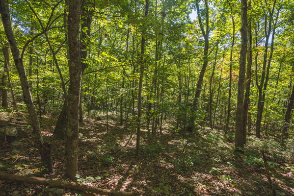 Recreational Land for Sale in Hiwassee, VA!