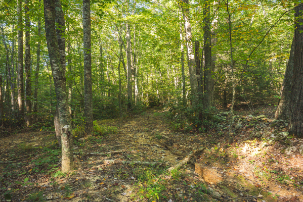 Recreational Land for Sale in Hiwassee, VA!