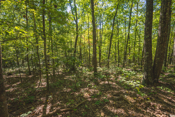 Recreational Land for Sale in Hiwassee, VA!