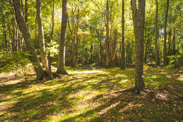 Recreational Land for Sale in Hiwassee, VA!