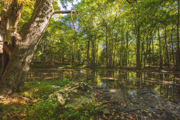Recreational Land for Sale in Hiwassee, VA!