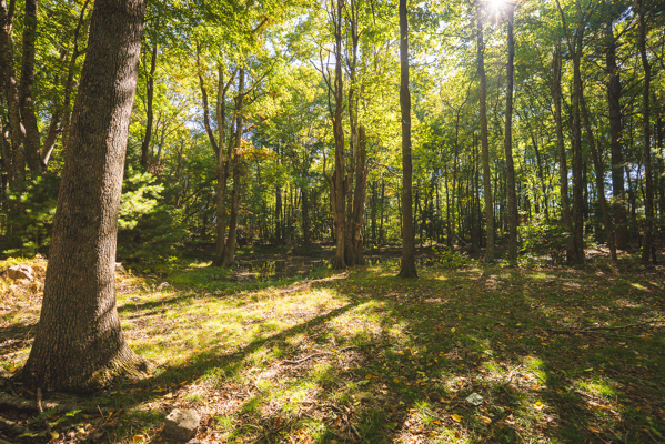 Recreational Land for Sale in Hiwassee, VA!