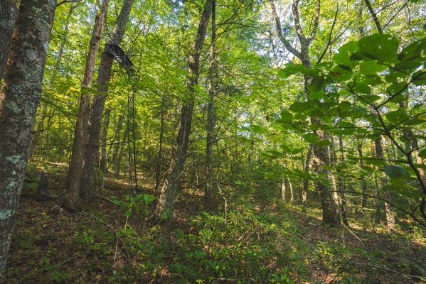 Recreational Land for Sale in Hiwassee, VA!