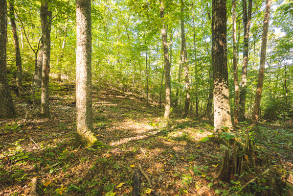 Recreational Land for Sale in Hiwassee, VA!
