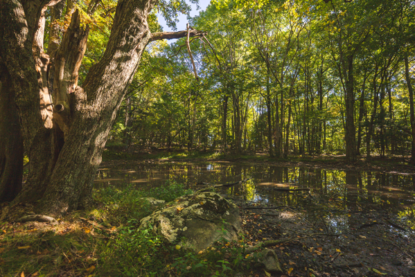 Recreational Land for Sale in Hiwassee, VA!