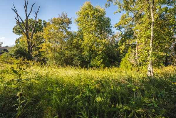 Waterfront Lot for Sale on Cherokee Lake in Whitesburg, TN!