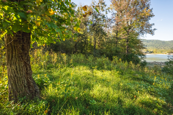 Waterfront Lot for Sale on Cherokee Lake in Whitesburg, TN!