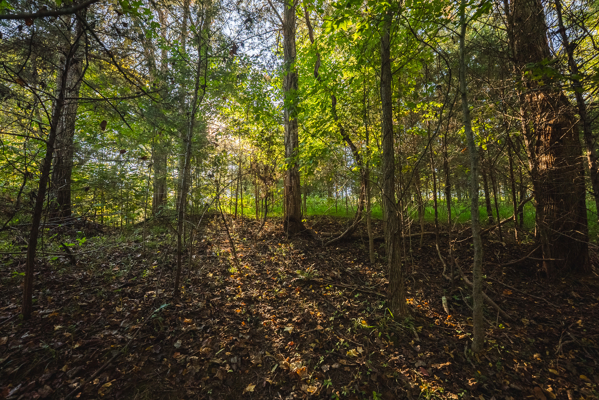 Waterfront Lot for Sale on Cherokee Lake in Whitesburg, TN!