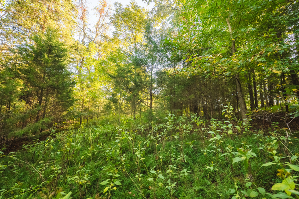 Waterfront Lot for Sale on Cherokee Lake in Whitesburg, TN!