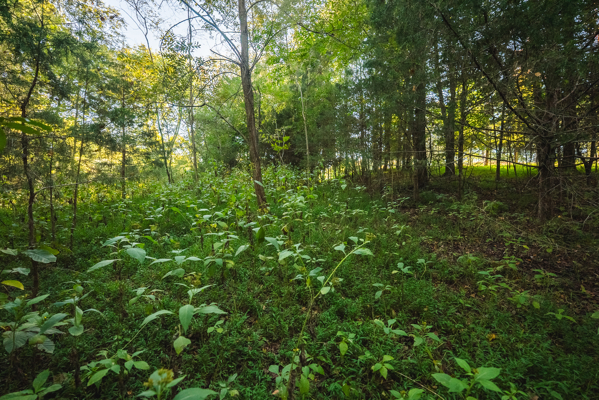 Waterfront Lot for Sale on Cherokee Lake in Whitesburg, TN!