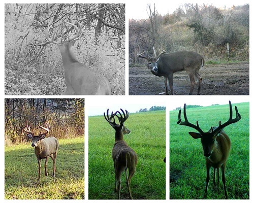 248+/- Acre Income-Producing Farm, Cattle Ranch & Hunting Estate