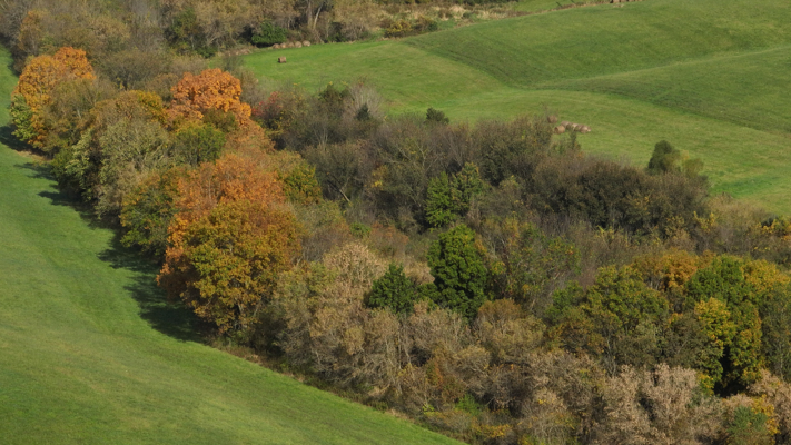 248+/- Acre Income-Producing Farm, Cattle Ranch & Hunting Estate