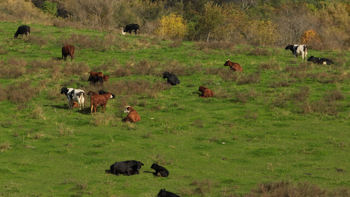 248+/- Acre Income-Producing Farm, Cattle Ranch & Hunting Estate