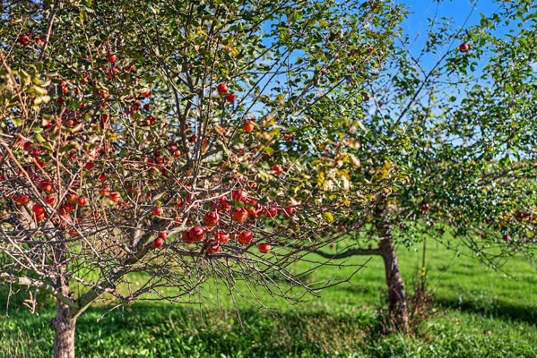 Wisconsin Country Farmstead & Artisan Creamery | Osseo, WI