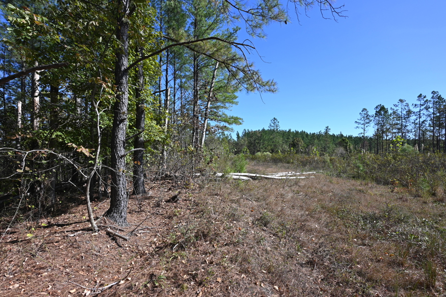 No Caption