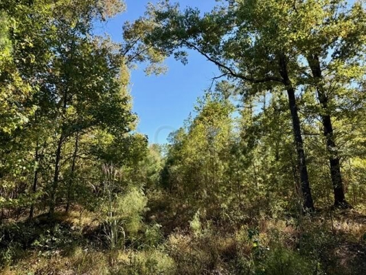 63 Acres Land For Sale Near Starkville MS