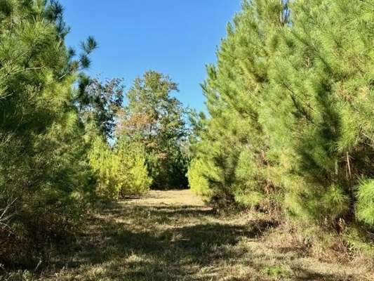 63 Acres Land For Sale Near Starkville MS