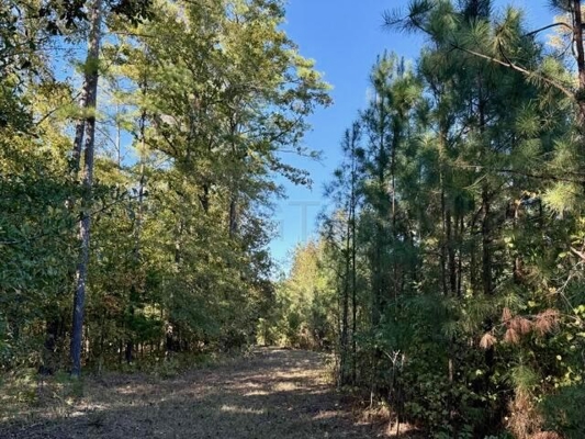 63 Acres Land For Sale Near Starkville MS