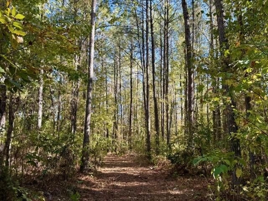 63 Acres Land For Sale Near Starkville MS