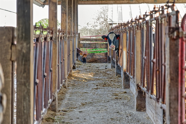 288± Acre Farm, Hunting & Black River Property | Melrose, Jackson
