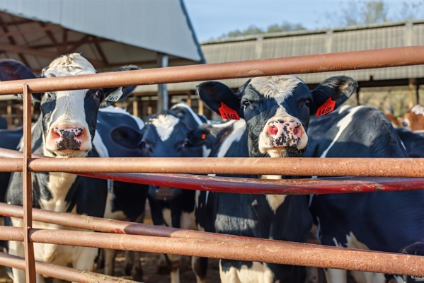 288± Acre Farm, Hunting & Black River Property | Melrose, Jackson