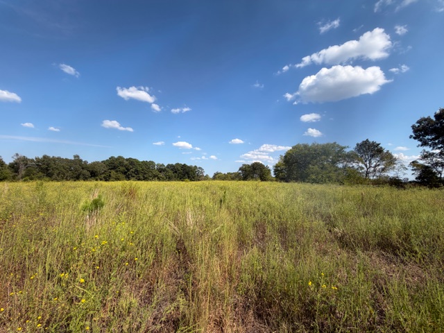 23 Acres & Historic Farmhouse for Sale | Naples, TX